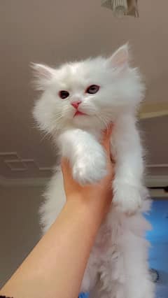 white Persian kitten