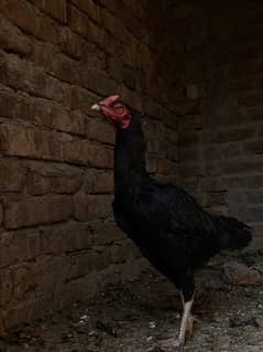 Healthy Desi Hen for Sale – Perfect for Eggs or Meat!”