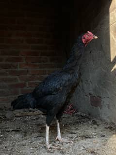 Healthy Desi Hen for Sale – Perfect for Eggs or Meat!”