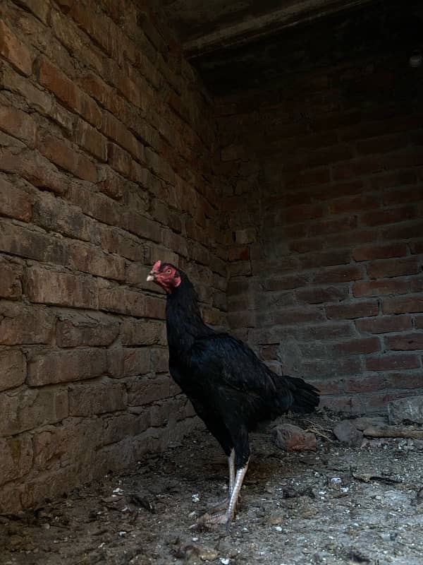 Healthy Desi Hen for Sale – Perfect for Eggs or Meat!” 1