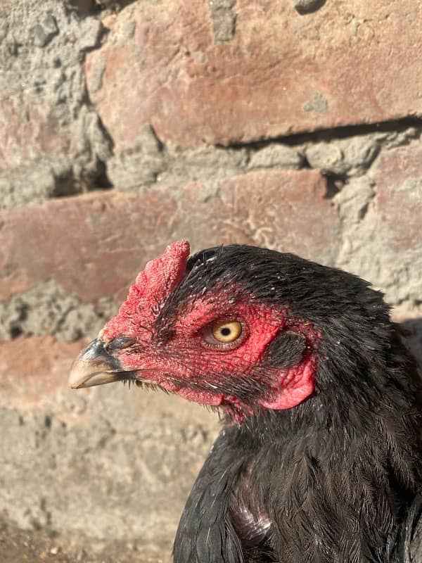 Healthy Desi Hen for Sale – Perfect for Eggs or Meat!” 2