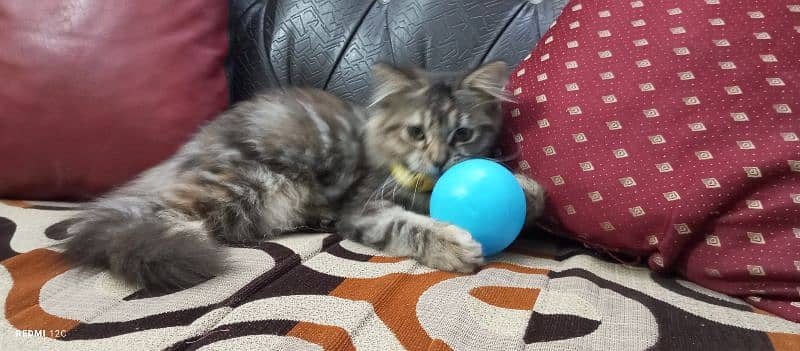 Pure Persian Triple coated Ragdoll female 0