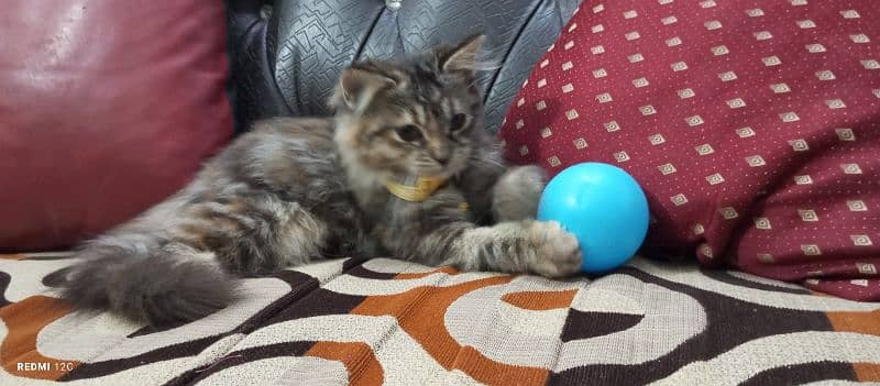 Pure Persian Triple coated Ragdoll female 5