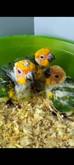 Sun conure chicks