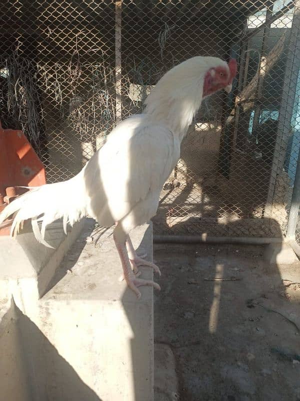 Pure White Heera Aseel Murgha And Murghi pair Urgent Sale 8