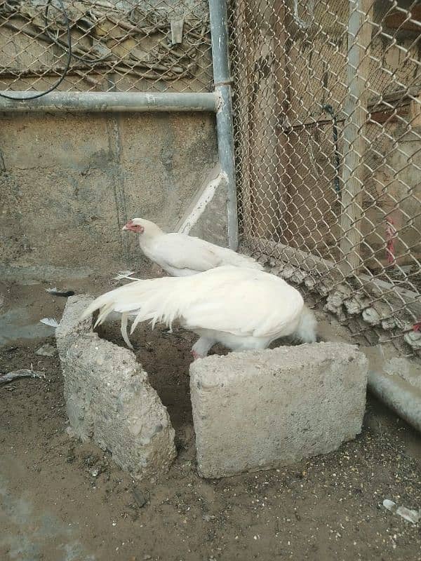 Pure White Heera Aseel Murgha And Murghi pair Urgent Sale 9