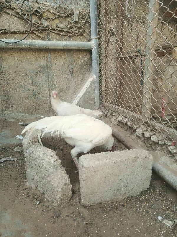 Pure White Heera Aseel Murgha And Murghi pair Urgent Sale 10