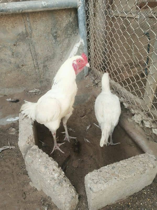 Pure White Heera Aseel Murgha And Murghi pair Urgent Sale 11