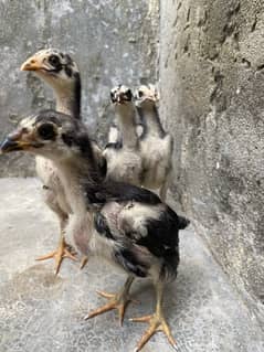 Thai Chicks