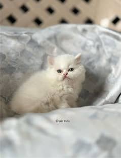 Persian kittens Available Whatsapp number 03251905001