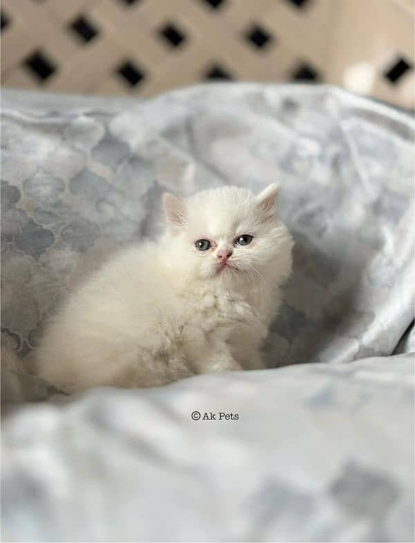 Persian kittens Available Whatsapp number 03251905001 0