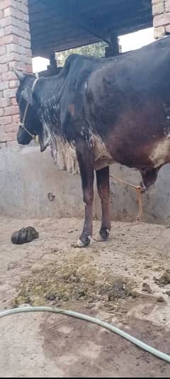 cow sale and exchange dodh waly janwer sy