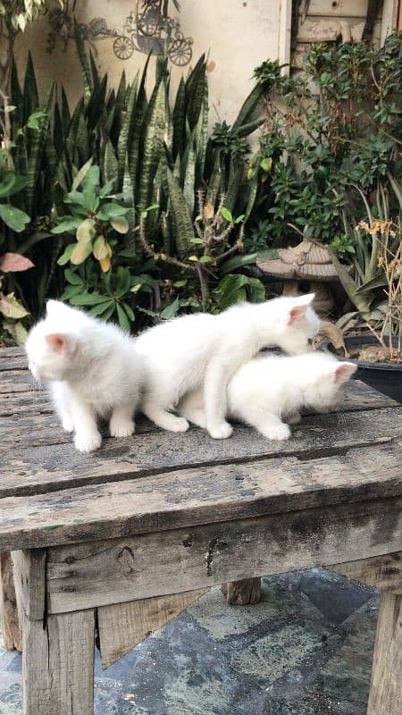 Persian kittens forsale 0