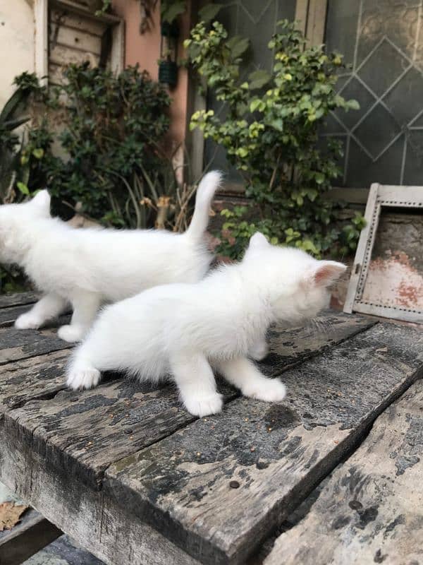 Persian kittens forsale 1