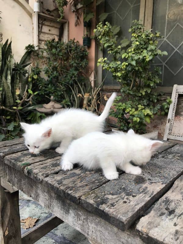 Persian kittens forsale 2