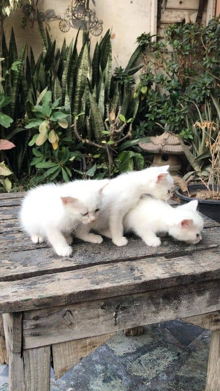 Persian kittens forsale 3