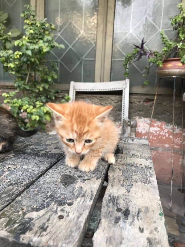 Persian kittens forsale 4