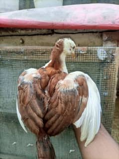 High quality heera+cheena aseel cross chicks for sale