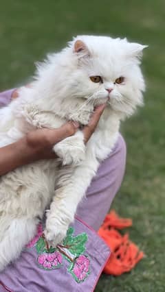 persian female cat