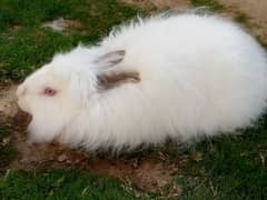 angora rabbit for sale Male