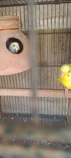 budgie parrots for sale ha