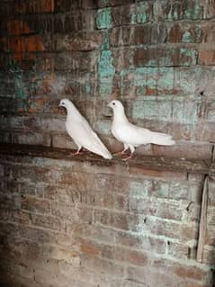 Pigeons (Kaboter) for sell