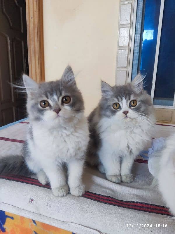 persian kitten pair 0