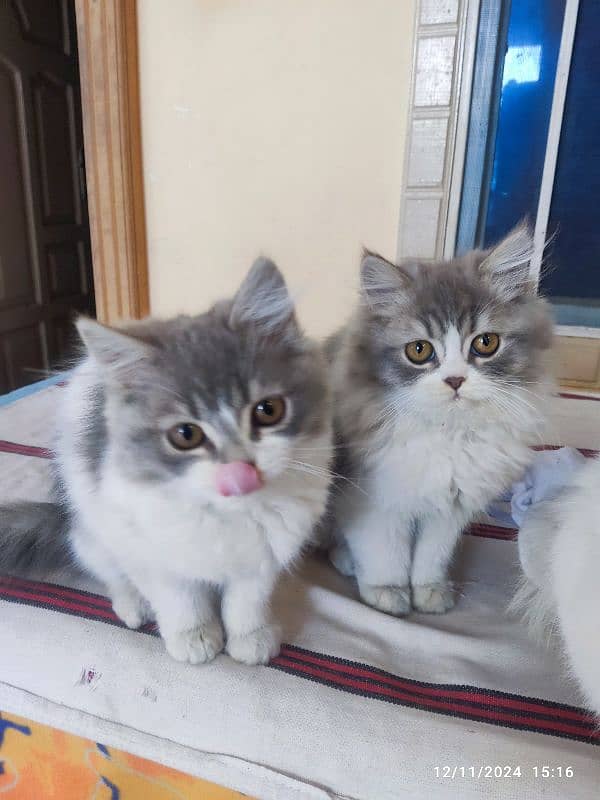 persian kitten pair 1