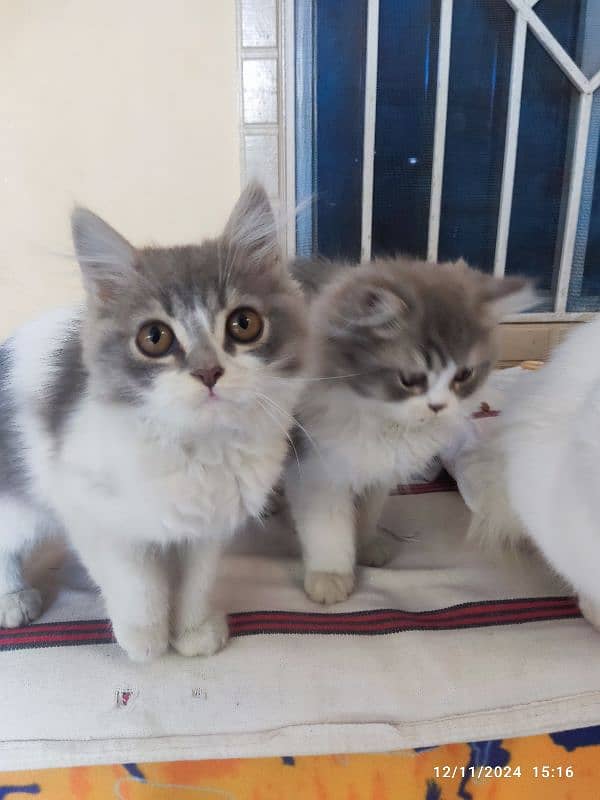 persian kitten pair 2