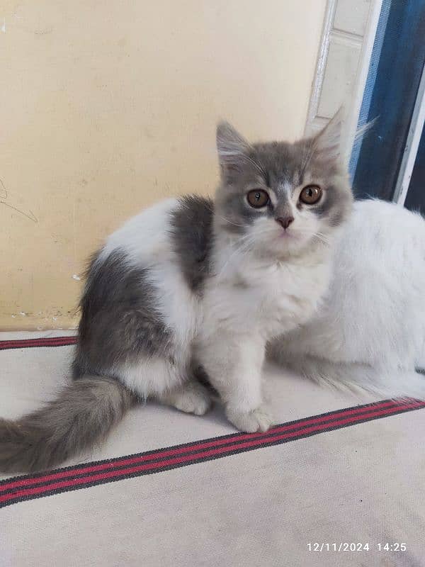 persian kitten pair 3