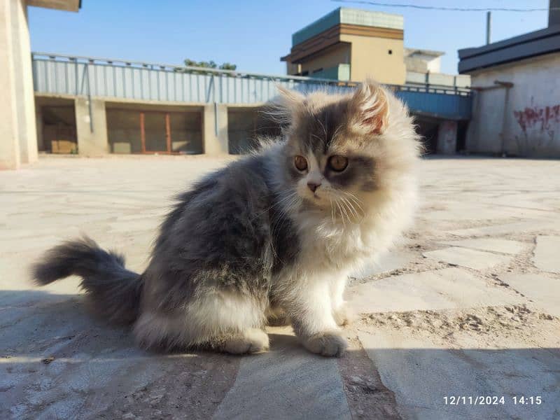 persian kitten pair 5