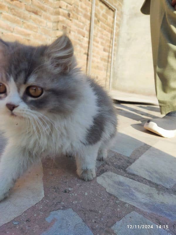 persian kitten pair 6