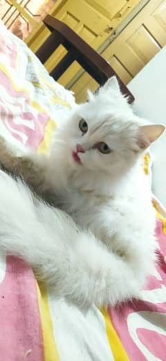 Persian cats available