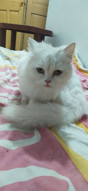 Persian cats available 1