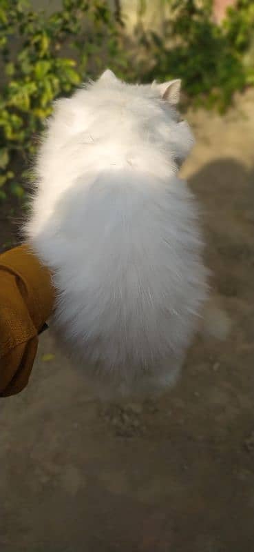 Persian cats available 2