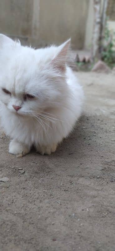 Persian cats available 3