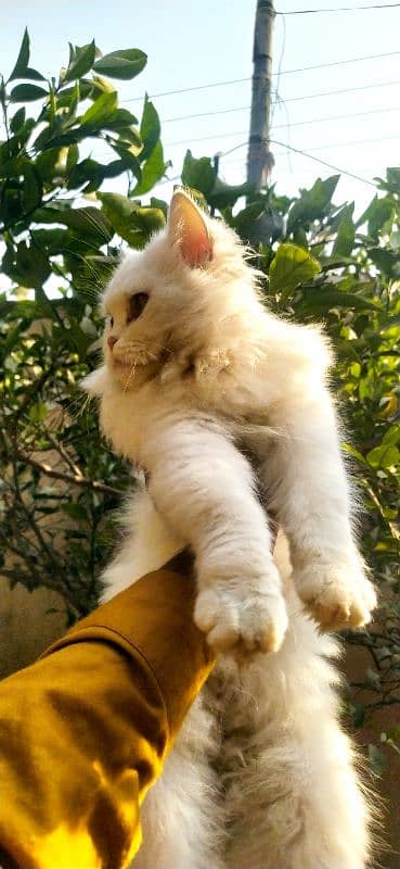 Persian cats available 4