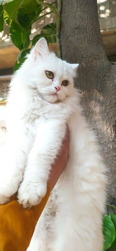 Persian cats available 5