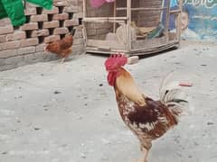 golden silver hen for sale