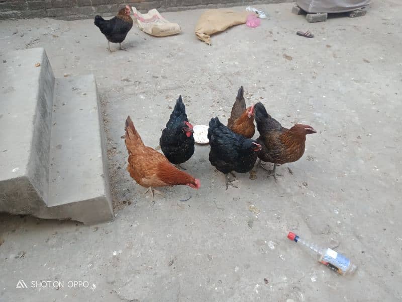 golden silver hen for sale 1