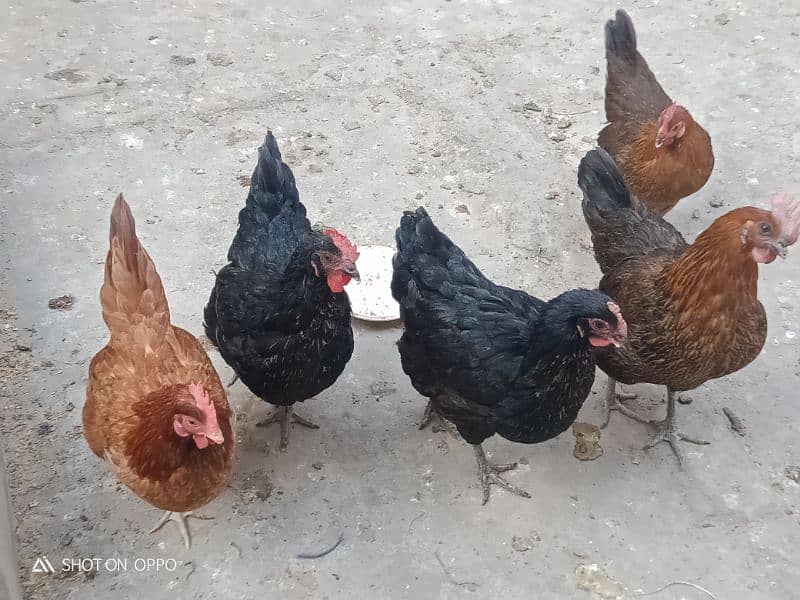 golden silver hen for sale 2