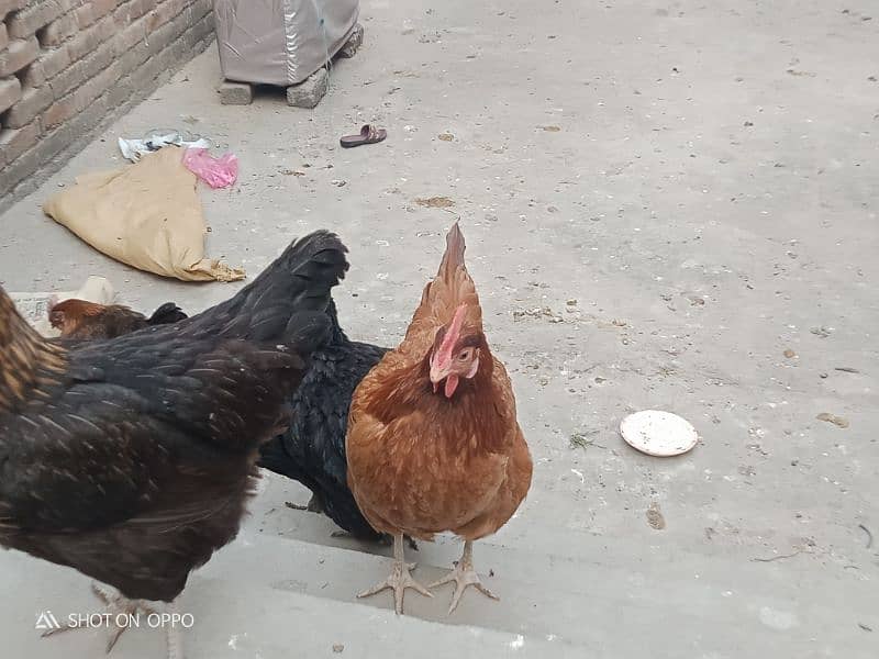 golden silver hen for sale 3