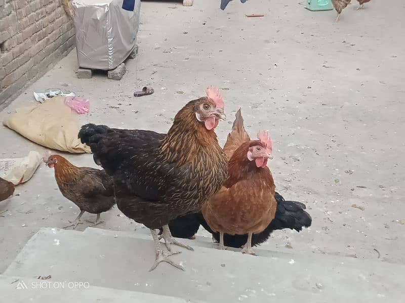 golden silver hen for sale 4