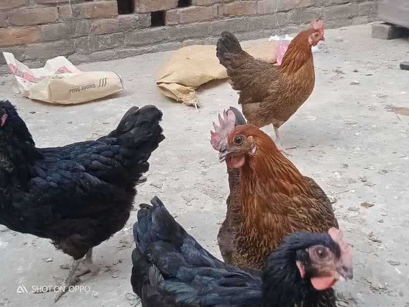 golden silver hen for sale 5