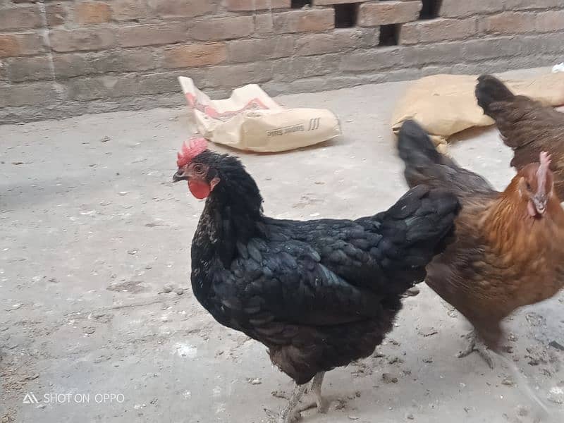 golden silver hen for sale 6