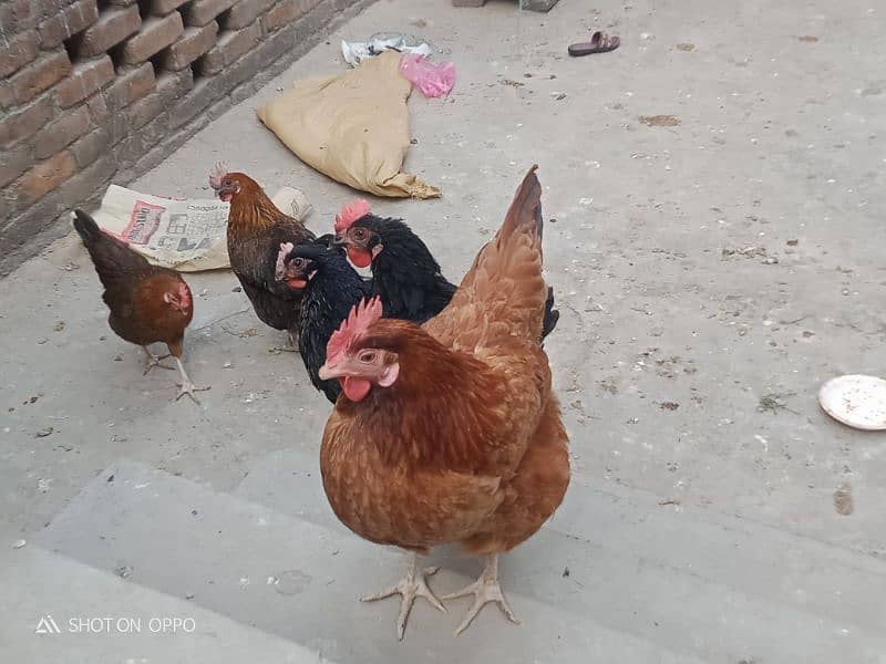 golden silver hen for sale 7