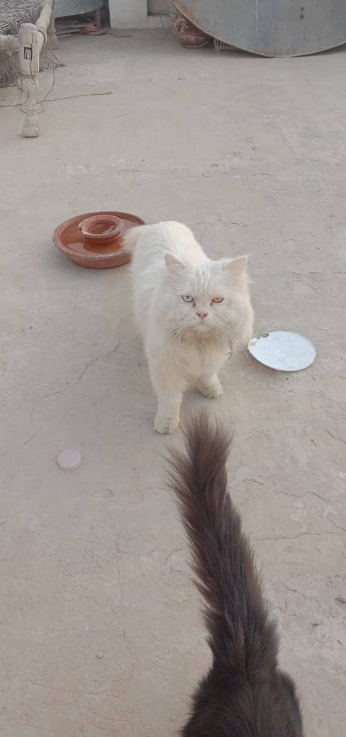 Persian 5th coat long hair white black pair cat pair 6