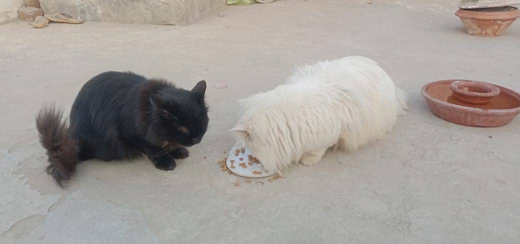 Persian 5th coat long hair white black pair cat pair 8