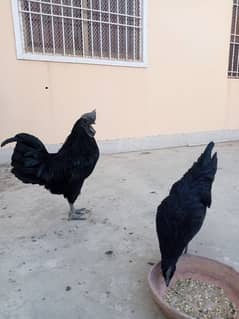 ayam cemani gray tongue egg laying