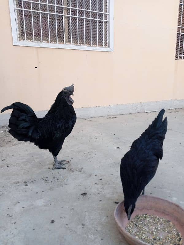 ayam cemani gray tongue egg laying 0